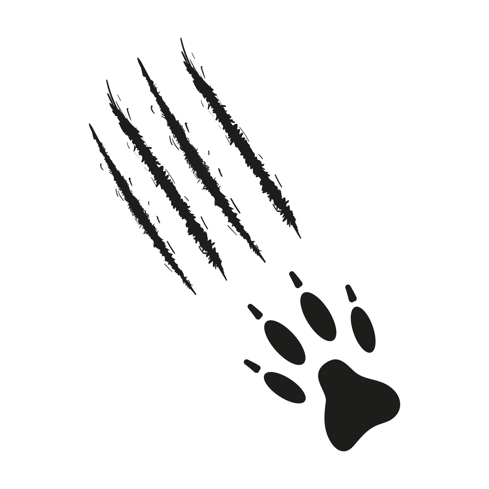 pata impresión con garras de perro o lobo con huellas de arañazos negro