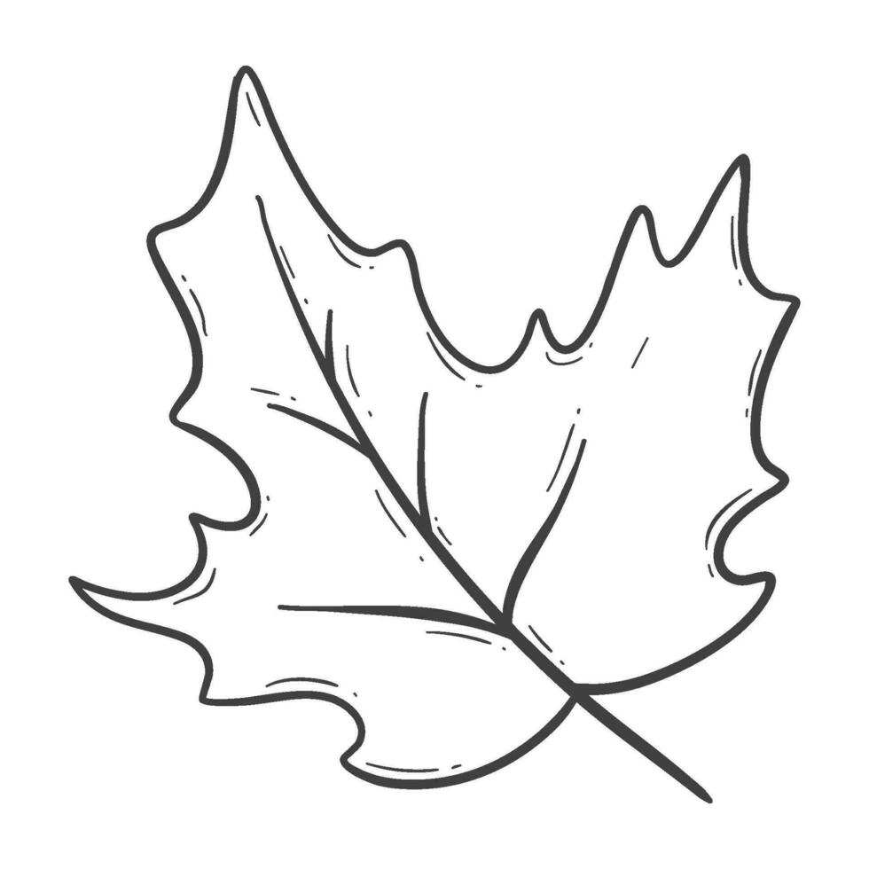 organic autumn leaf outline decoration vector