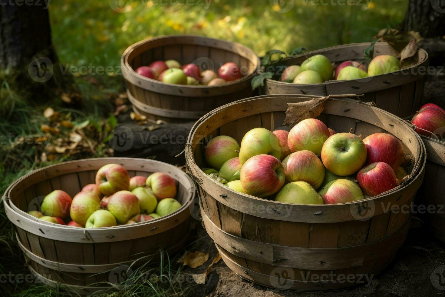 Ripe apples in wooden tubs under garden trees. Apple orchard on countryside. Gathering organic apple harvest on farm in autumn concept. AI Generated photo