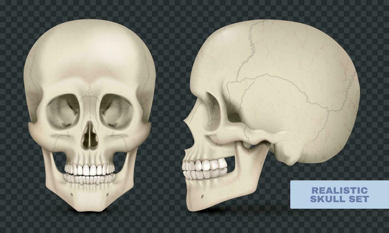 realista cráneo conjunto vector