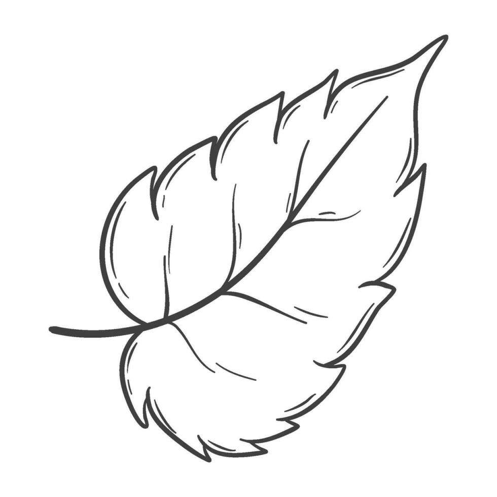 organic autumn leaf outline decoration vector