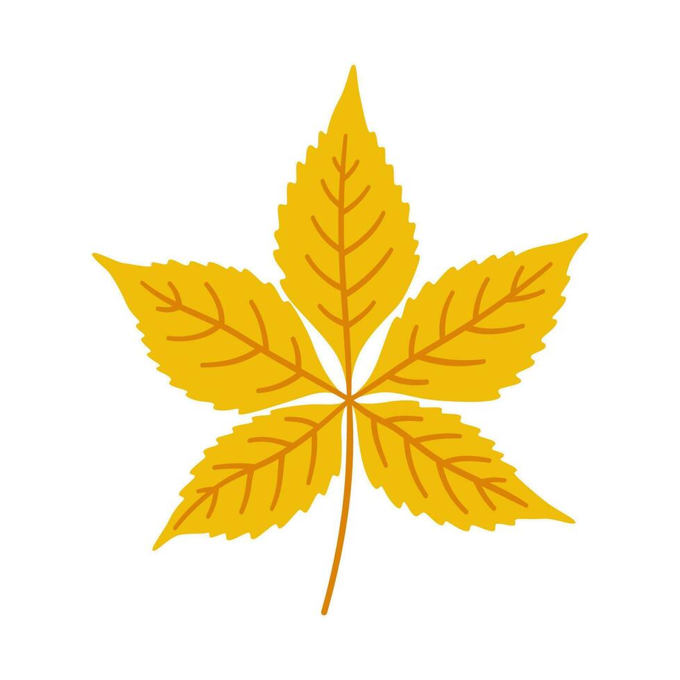 Virginia creeper autumn leaf on white background, vector. vector