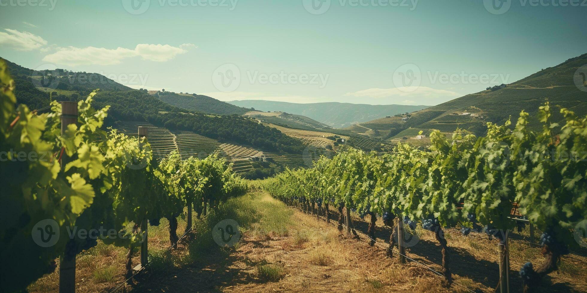 Generative AI, beautiful Italian vineyard, green landscape. Rows of vines on sunset photo
