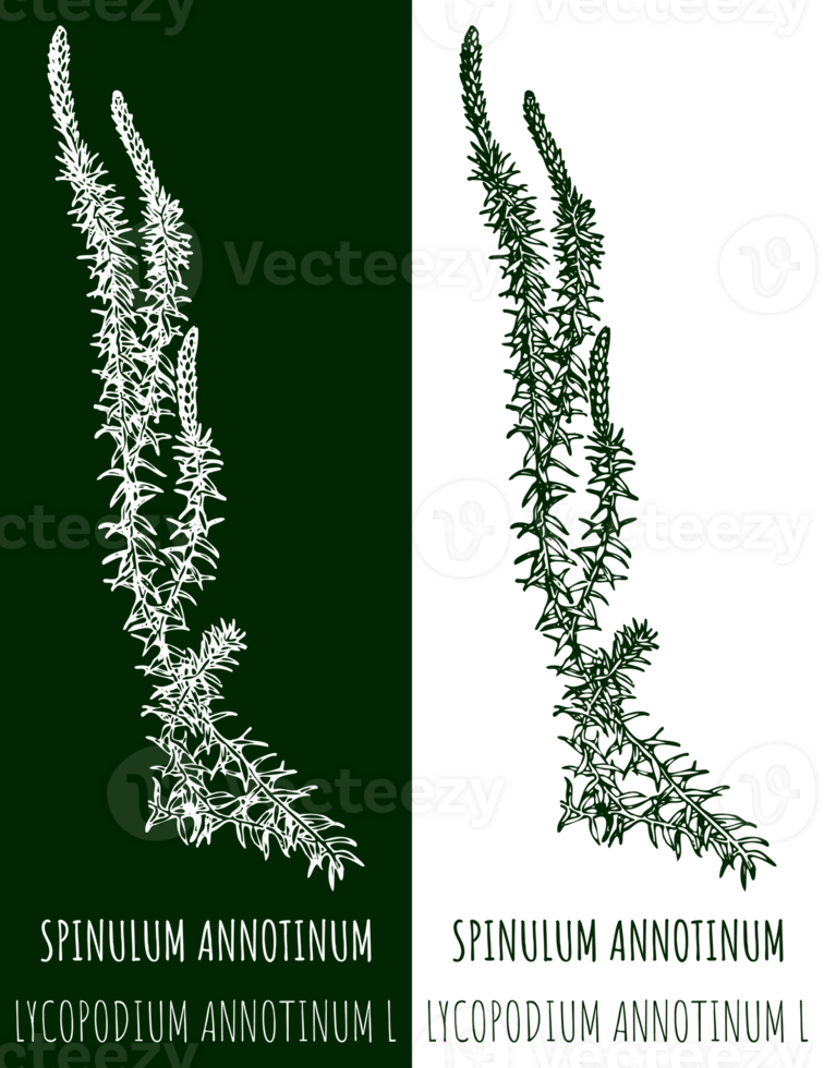 Drawings SPINULUM ANNOTINUM. Hand drawn illustration. Latin name LYCOPODIUM ANNOTINUM L