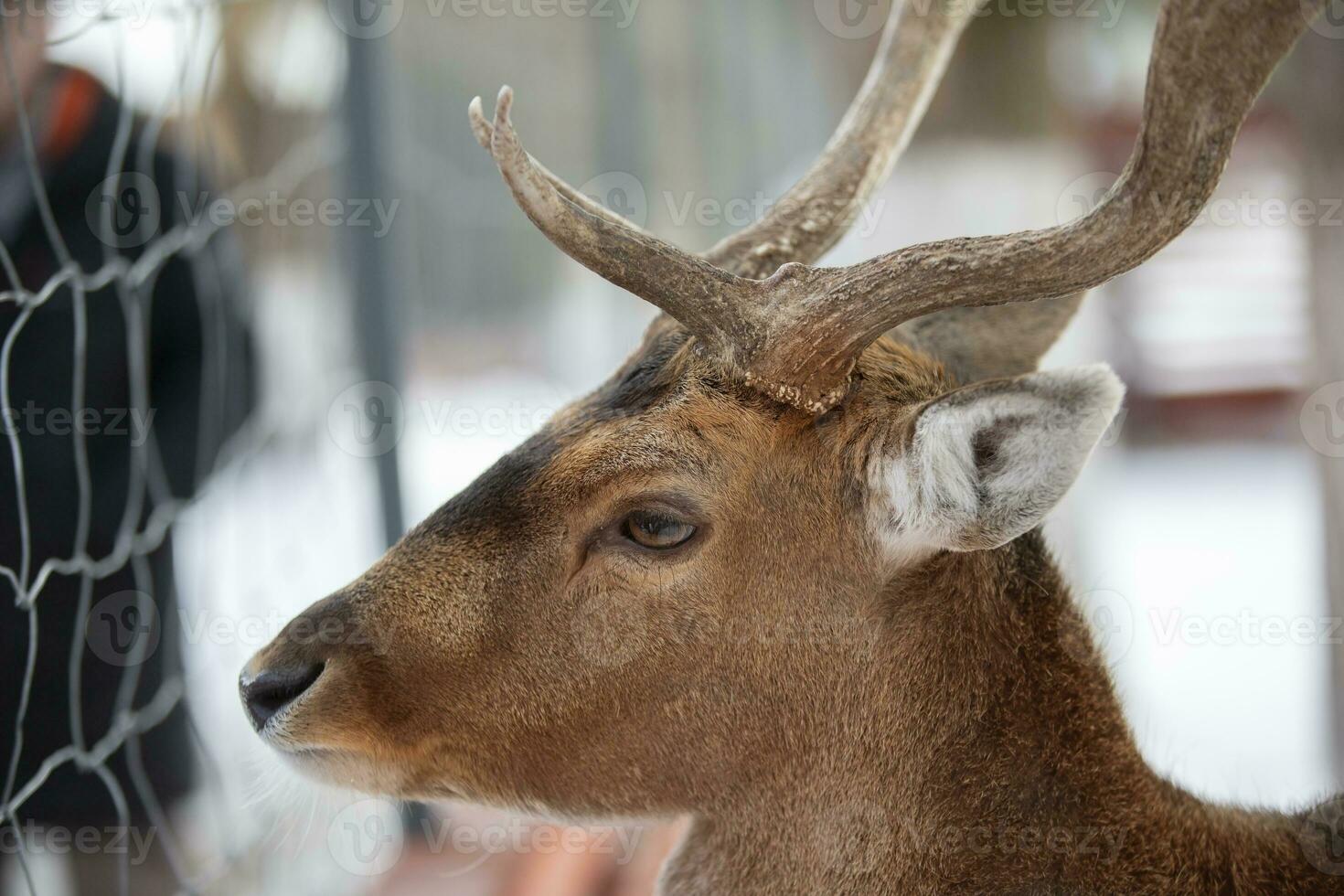 The muzzle of a deer with antlers behind the netting of an aviary close-up. photo