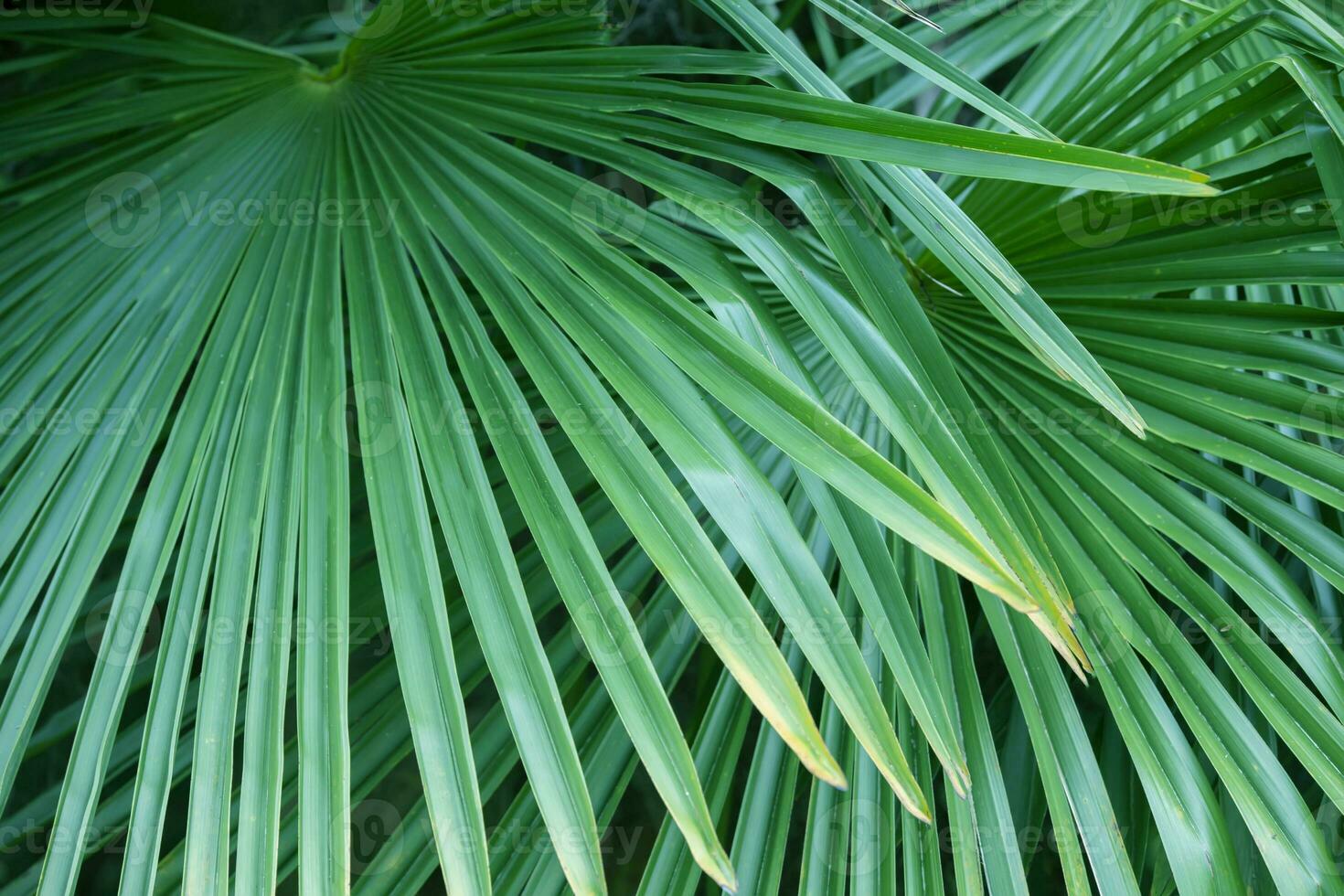 Tropical palm leaves. Floral exotic background. photo