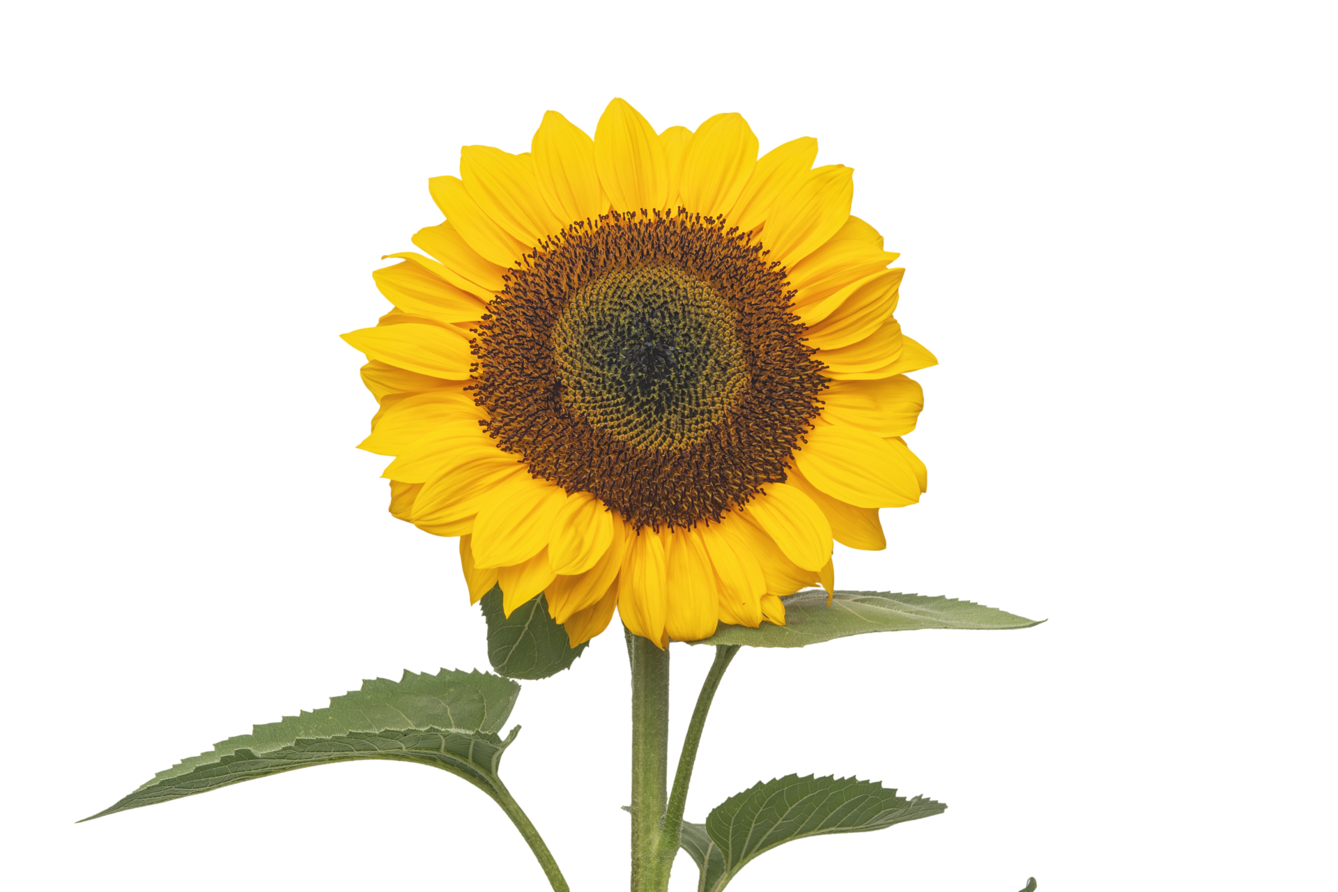 Bright Yellow Sunflower no Background 28591040 PNG