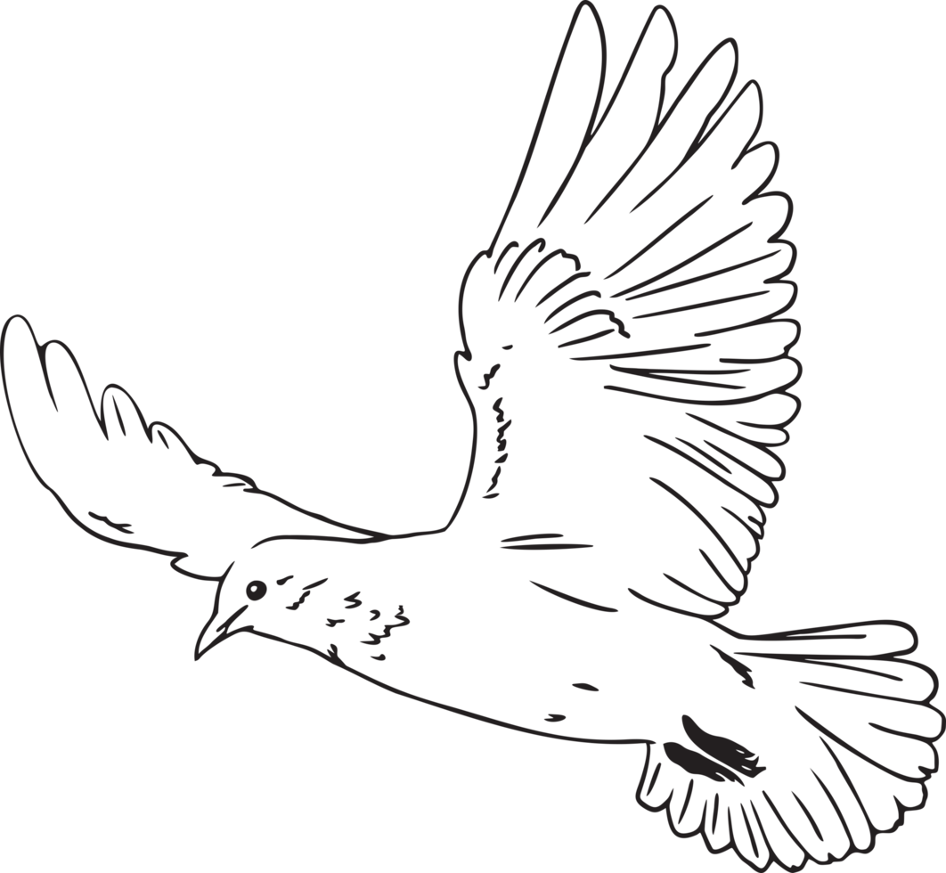 Dove flying bird transparent background png