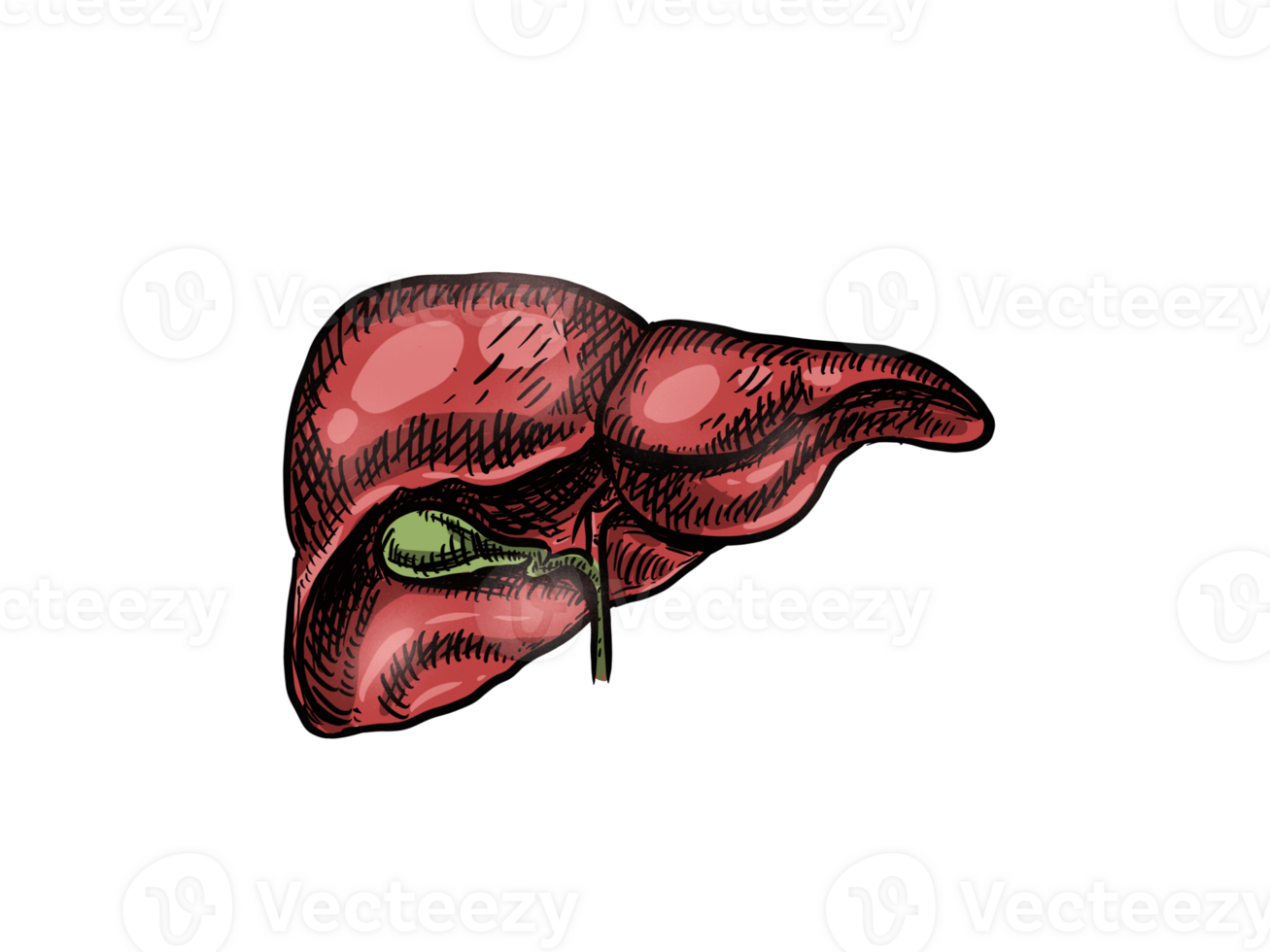 human liver anatomy model with drawing style png