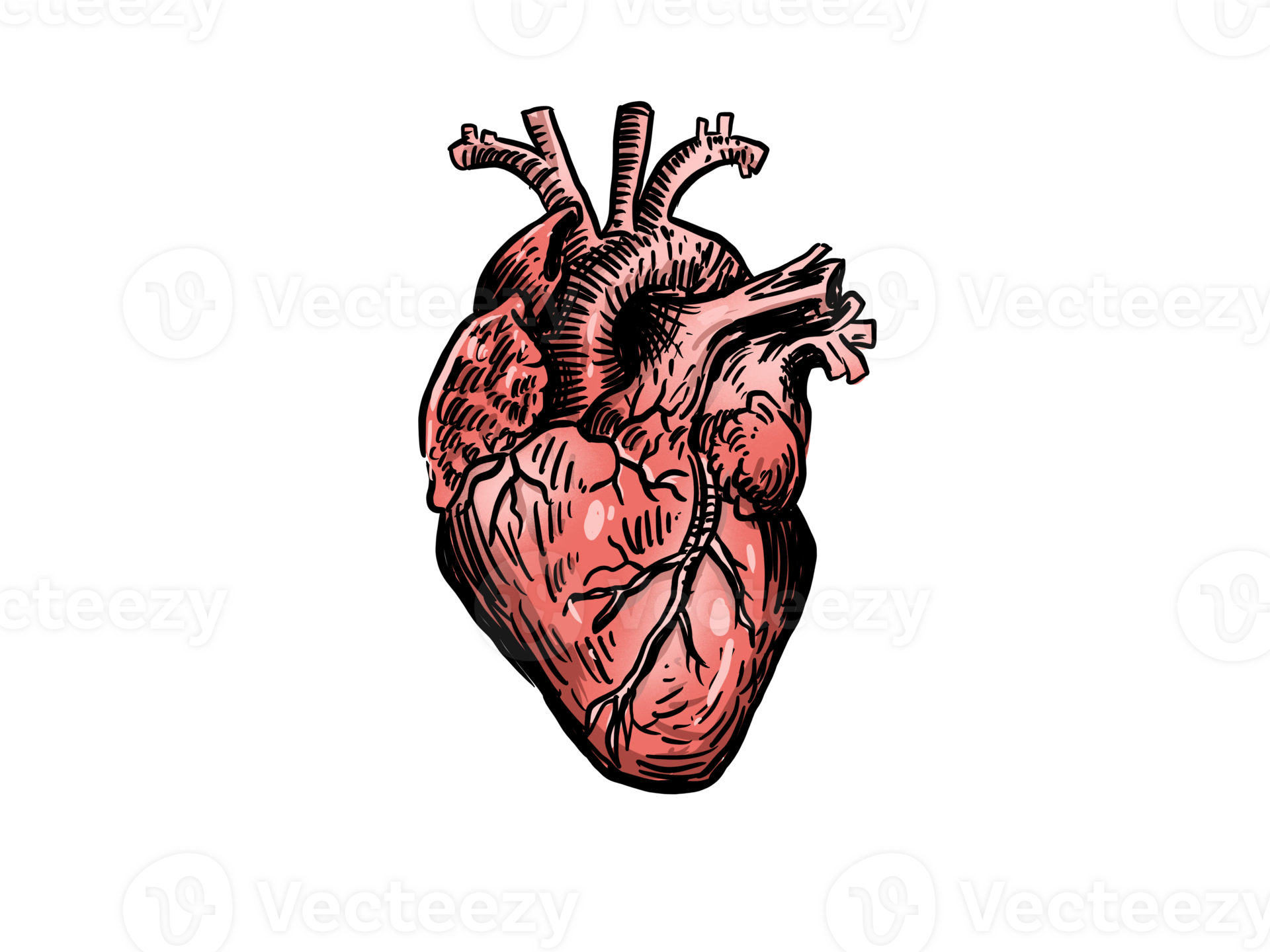 human heart anatomy model with drawing style 28592853 PNG