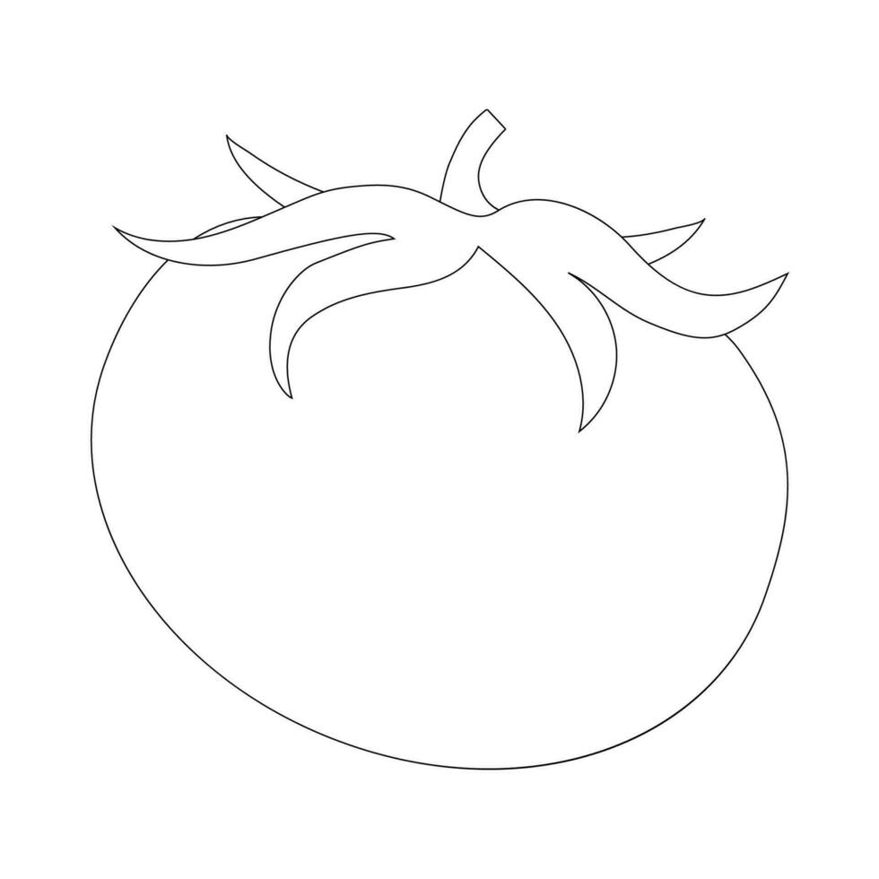 Tomato vector outline illustration for coloring.outline  tomatoes