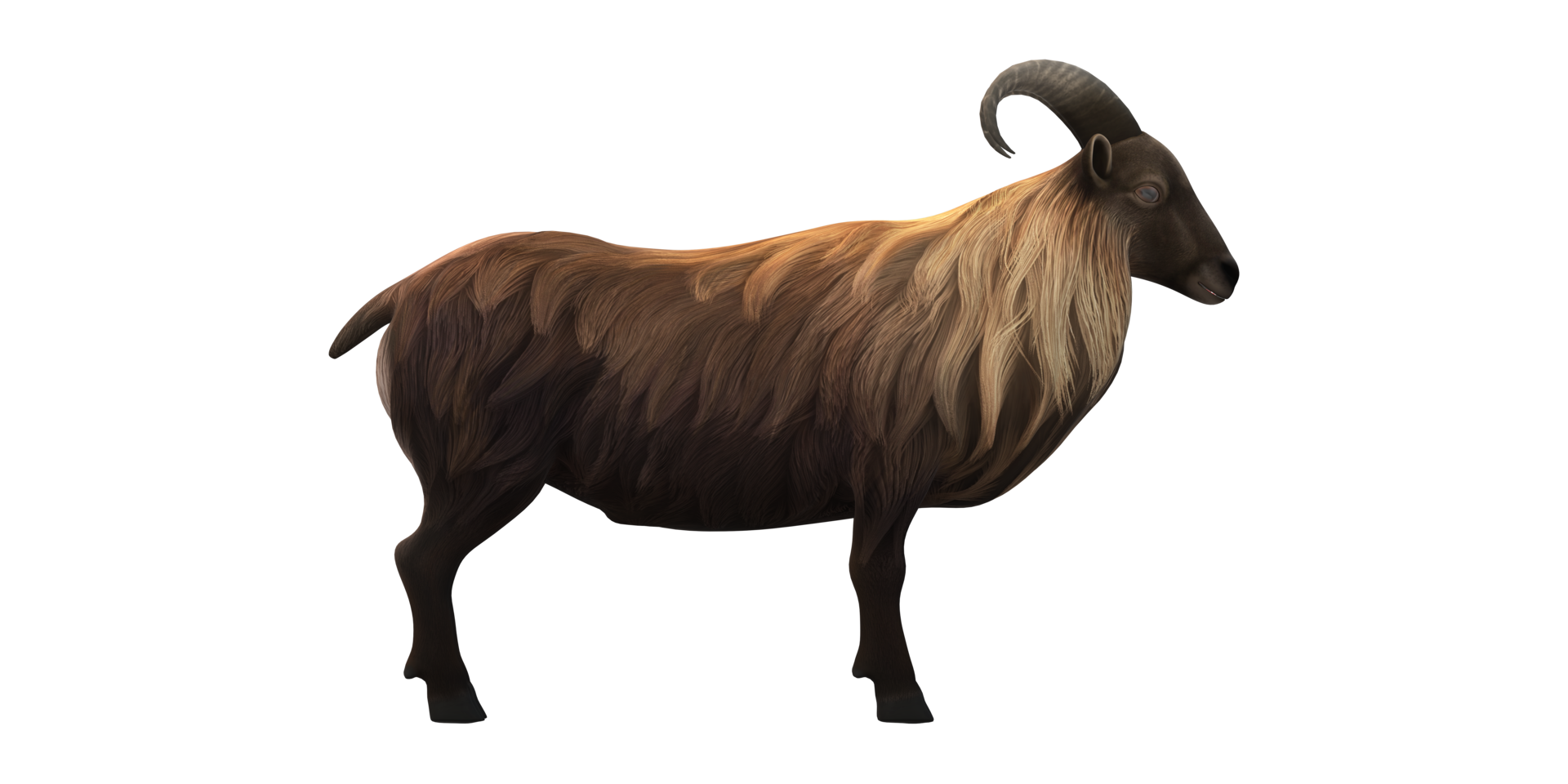 Himalayan Mountain Goat isolated on a Transparent Background png
