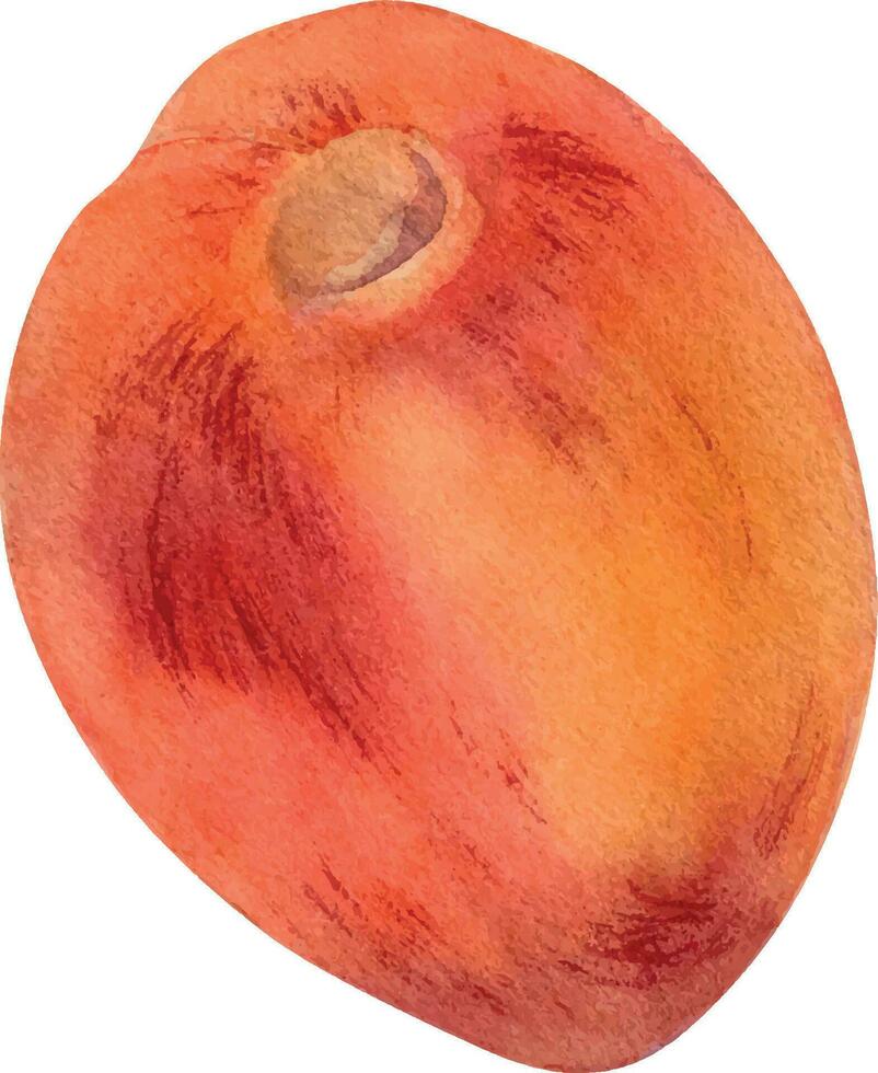 Fresh whole red peach watercolor illustration isolated on white. Hand drawn ripe orange fruit nectarine. Painting food illustration, design element for package, label vector