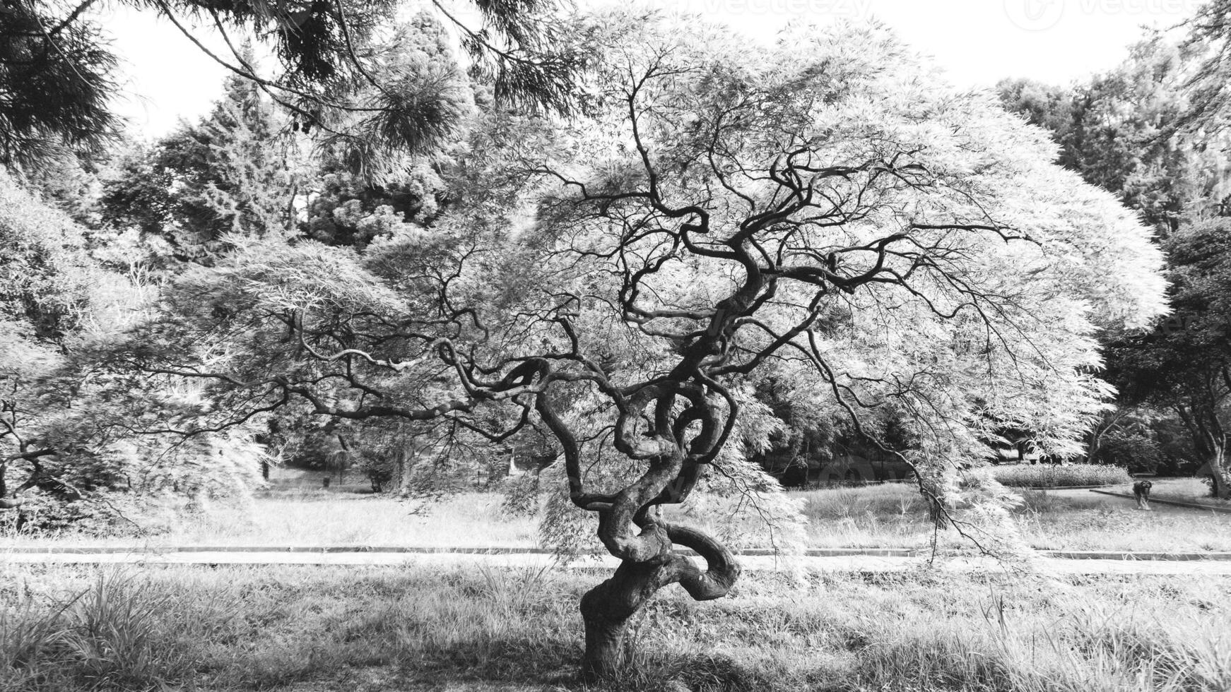 japonés hermosa árbol, arce árbol, tranquilidad en naturaleza, negro y blanco minimalista paisaje. antecedentes para relajación foto