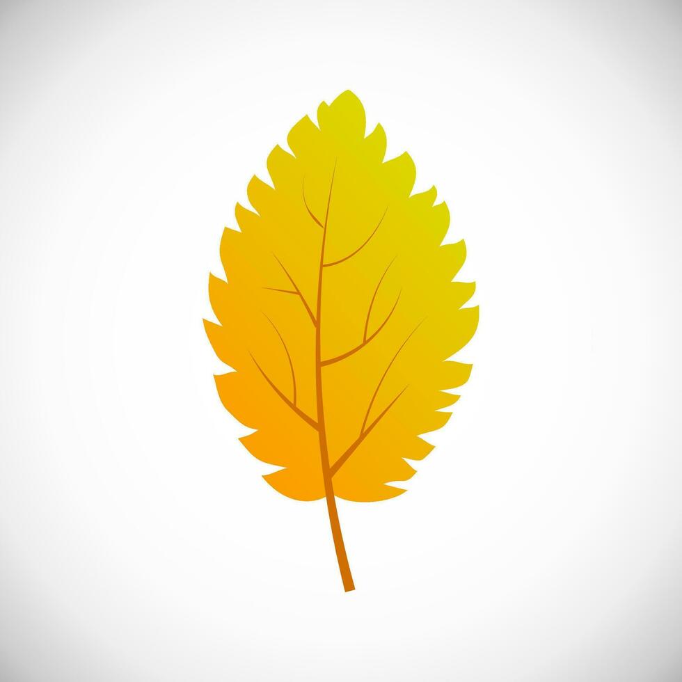 Yellow birch tree leaf. Autumn leaf of a tree on a white background. Vector illustration