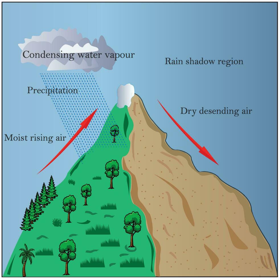 weather system movement scheme.  diagram with windward and leeward side. Prevailing winds, precipitation and condensing water vapor phenomena.Orographic effect . rain shadow region.precipitation. vector