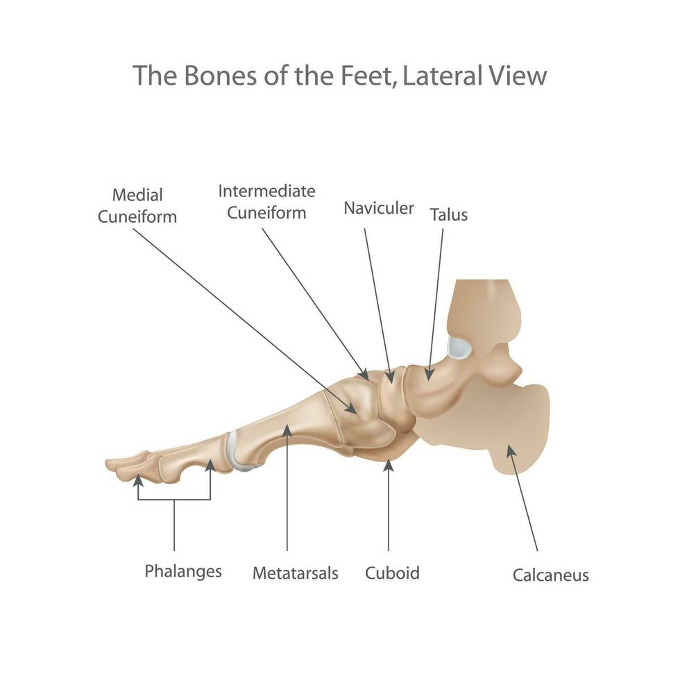 A medical illustration of the bones of a foot on a white background.Lateral view. Human anatomy. vector
