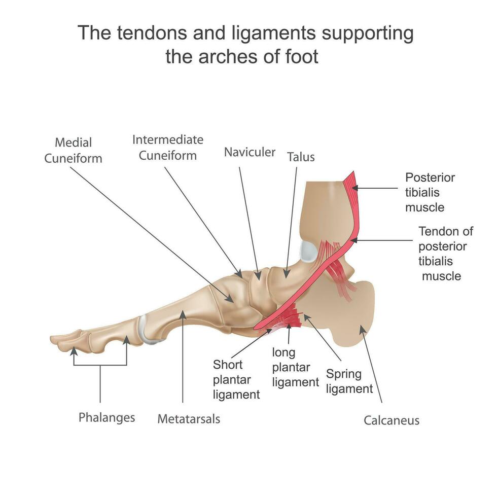 The tendons and ligaments supporting the arches of foot. Human anatomy. Medial view. vector