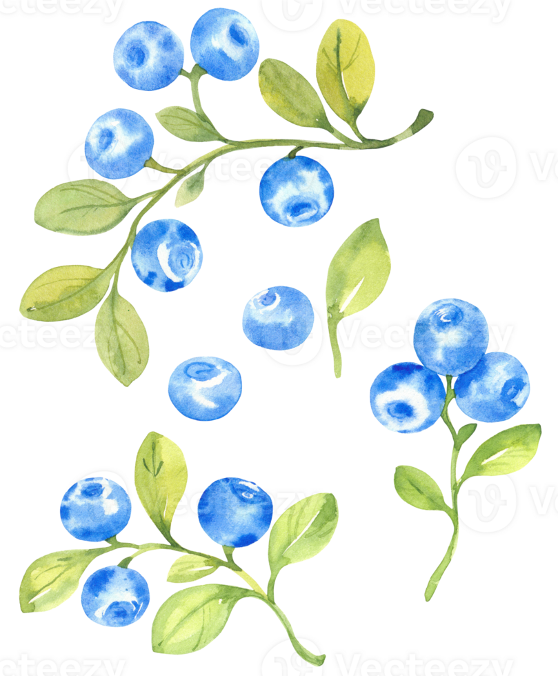 Blueberries, watercolor hand drawn isolated illustration sketch style png