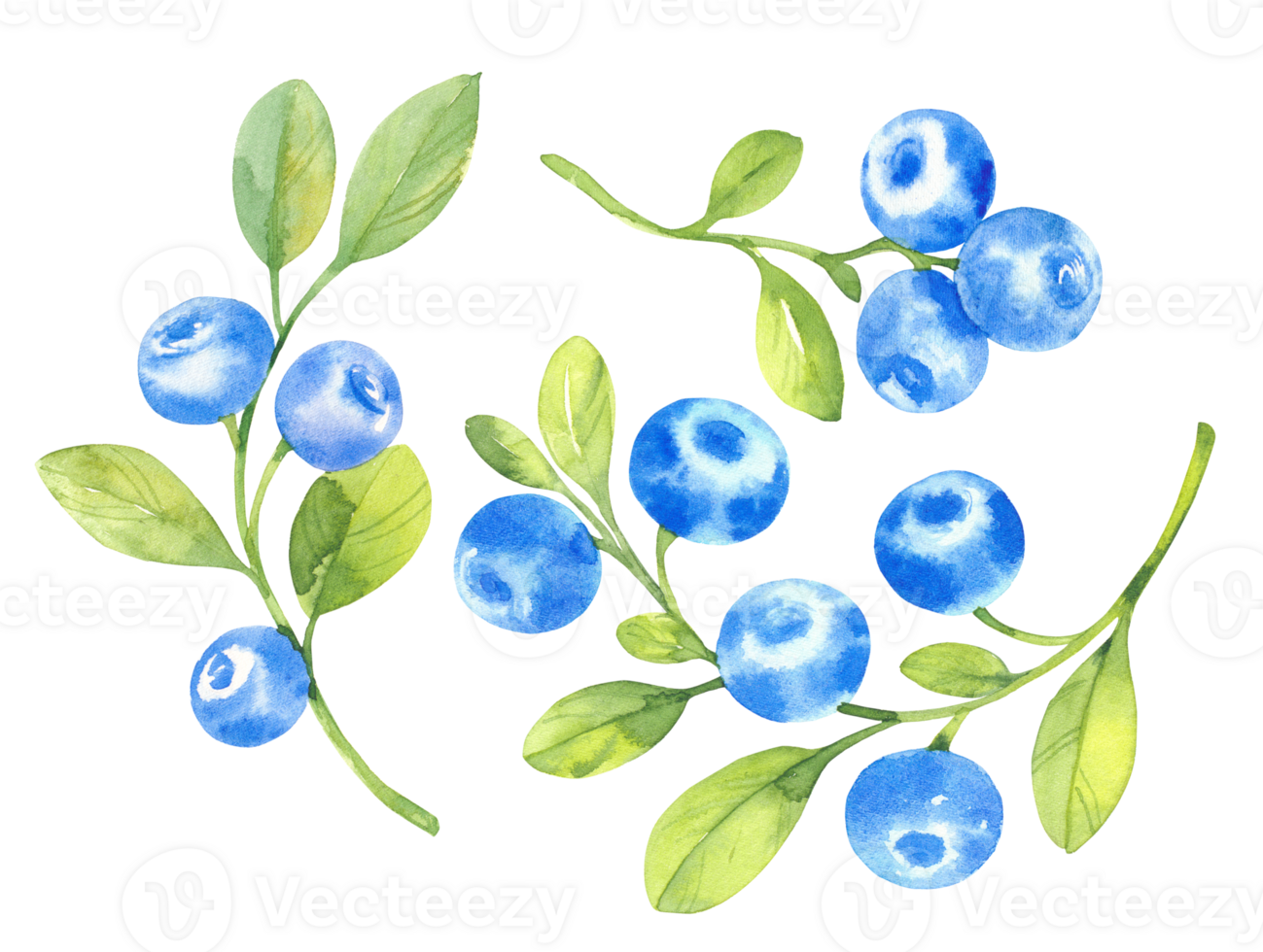 Blueberries, watercolor hand drawn isolated illustration sketch style png