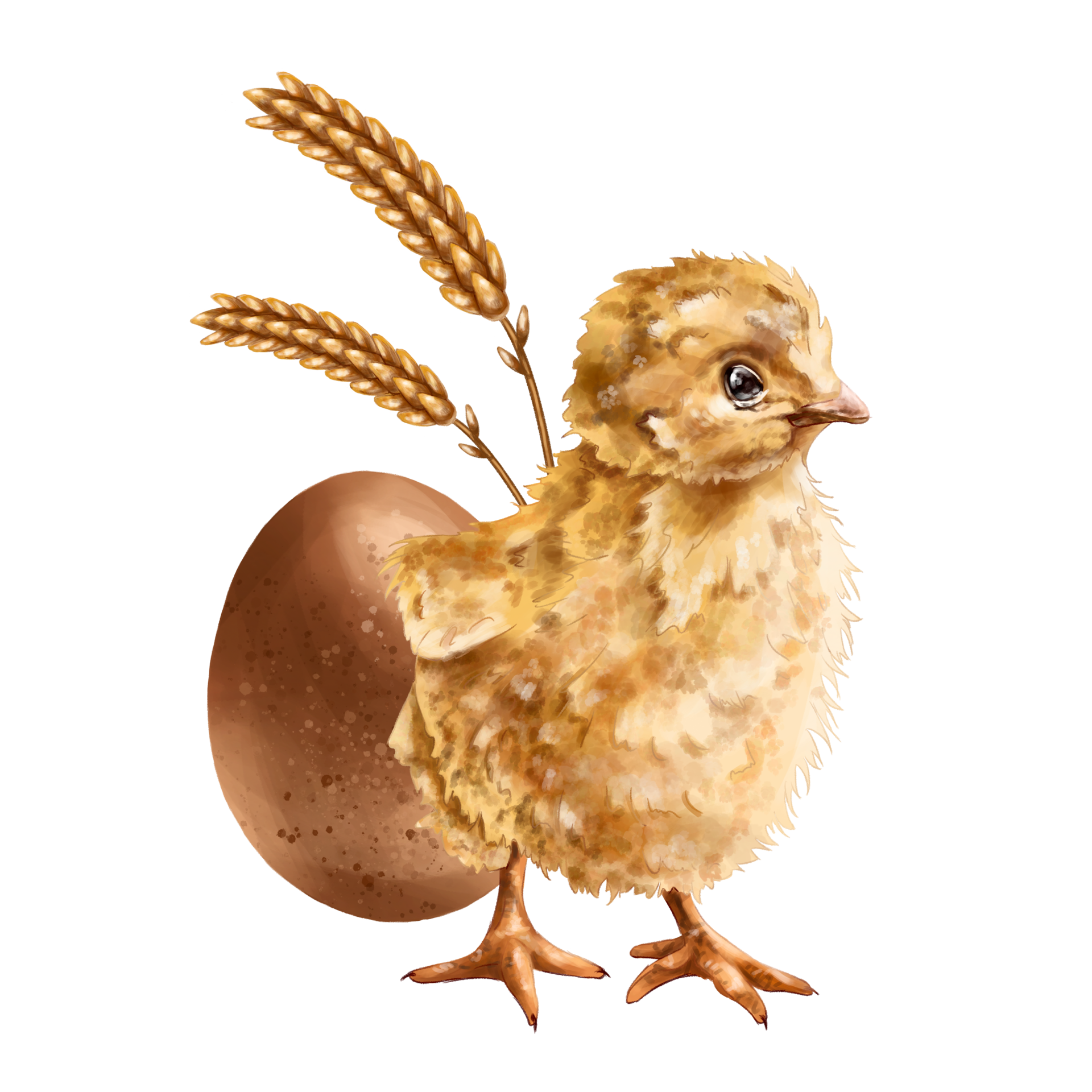 A farmer's composition of yellow fluffy chicken, chicken egg and golden wheat sprouts. For