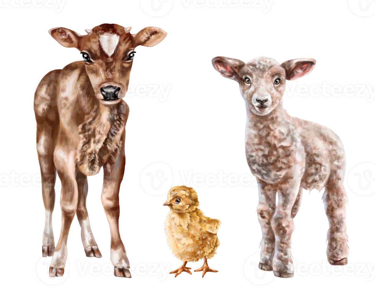 A set of three young farm animals chicken, calf, lamb. Rural mammals, livestock. Digital illustration png