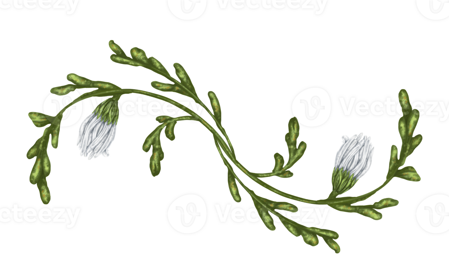 A composition of large wild daisies. Flowers, buds and leaves. Design for herbal tea, natural cosmetics, aromatherapy, health products png