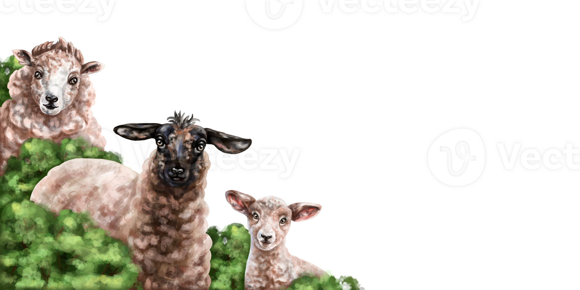 Angular horizontal frame with a composition of sheep and a lamb. Farm