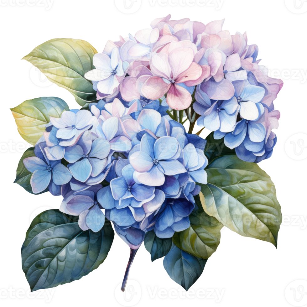 Watercolor illustration of a blue hydrangea flower. AI Generative Pro PNG