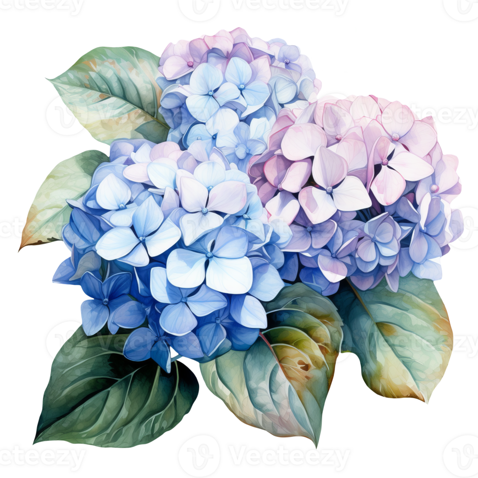aquarelle illustration de une bleu hortensia fleur. ai génératif pro png