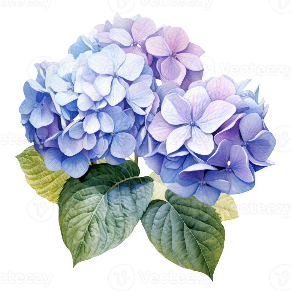 acuarela ilustración de un azul hortensia flor. ai generativo Pro png