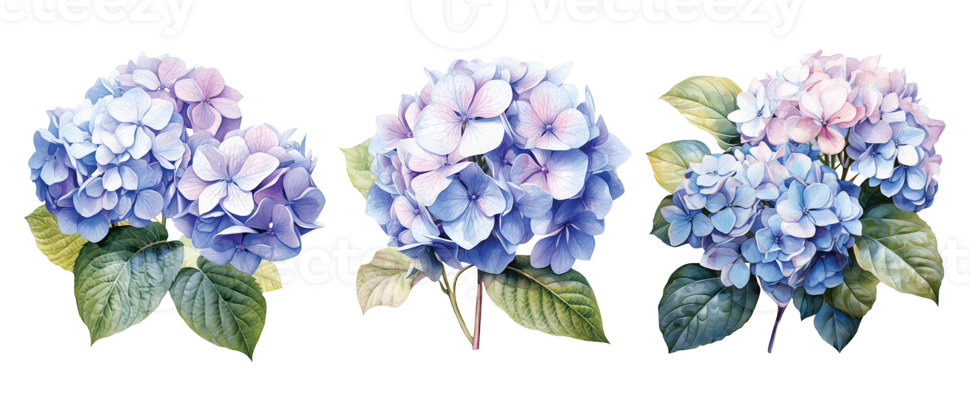 Watercolor set of a hydrangea flowers. AI Generative Pro PNG