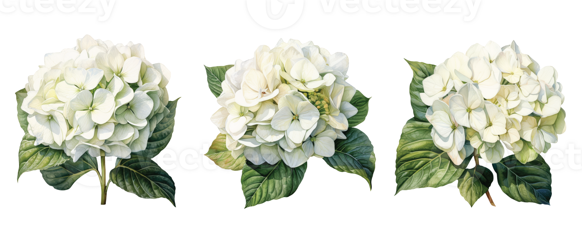 Watercolor set of a hydrangea flowers. AI Generative Pro PNG