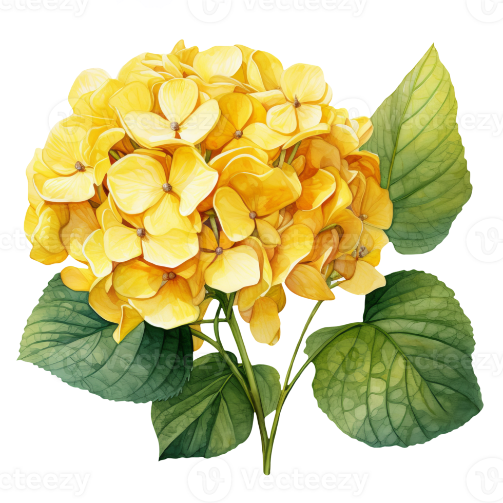 Watercolor illustration of a yellow hydrangea flower. AI Generative Pro PNG