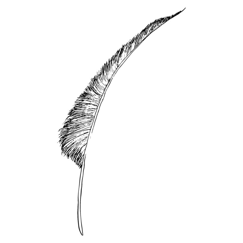 Vector bird feather hand drawn ink graphic illustration in black and white