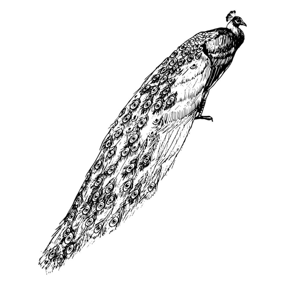 Peacock bird with long tail line vector illustration. Tropical nature realistic detailed clipart in black and white