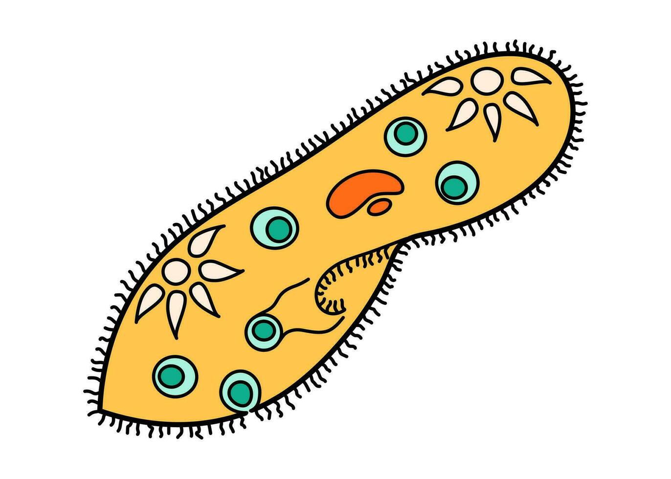 paramecio caudatum Proteo Ciencias icono con núcleo, vacuola, contractible. biología educación laboratorio dibujos animados protozoos organismo. negrita brillante unicelular microorganismo. vector ilustración aislado