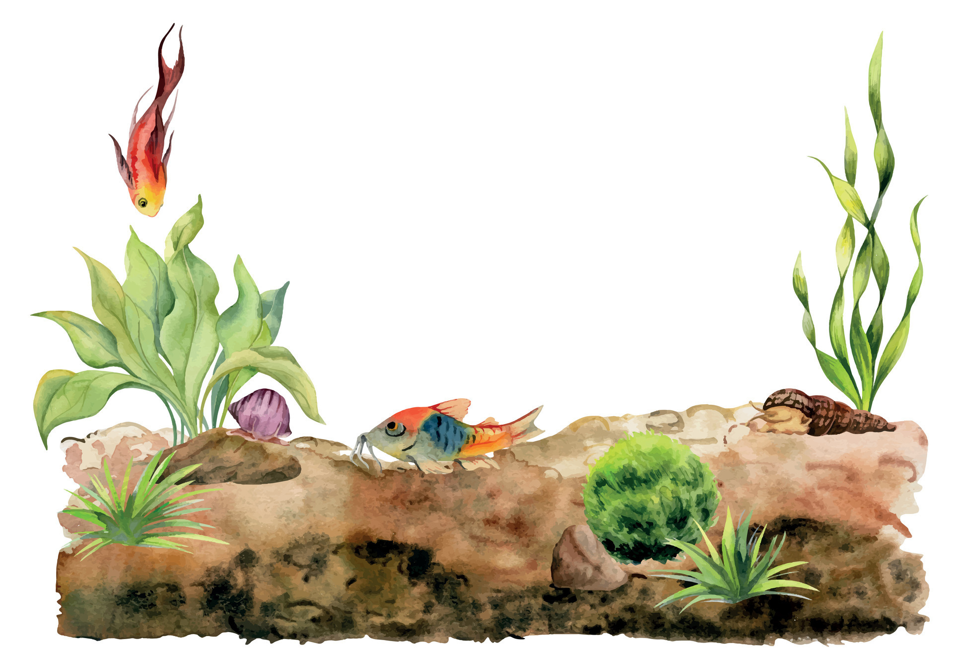 Hand drawn watercolor aquarium fish, algae, snails shells on