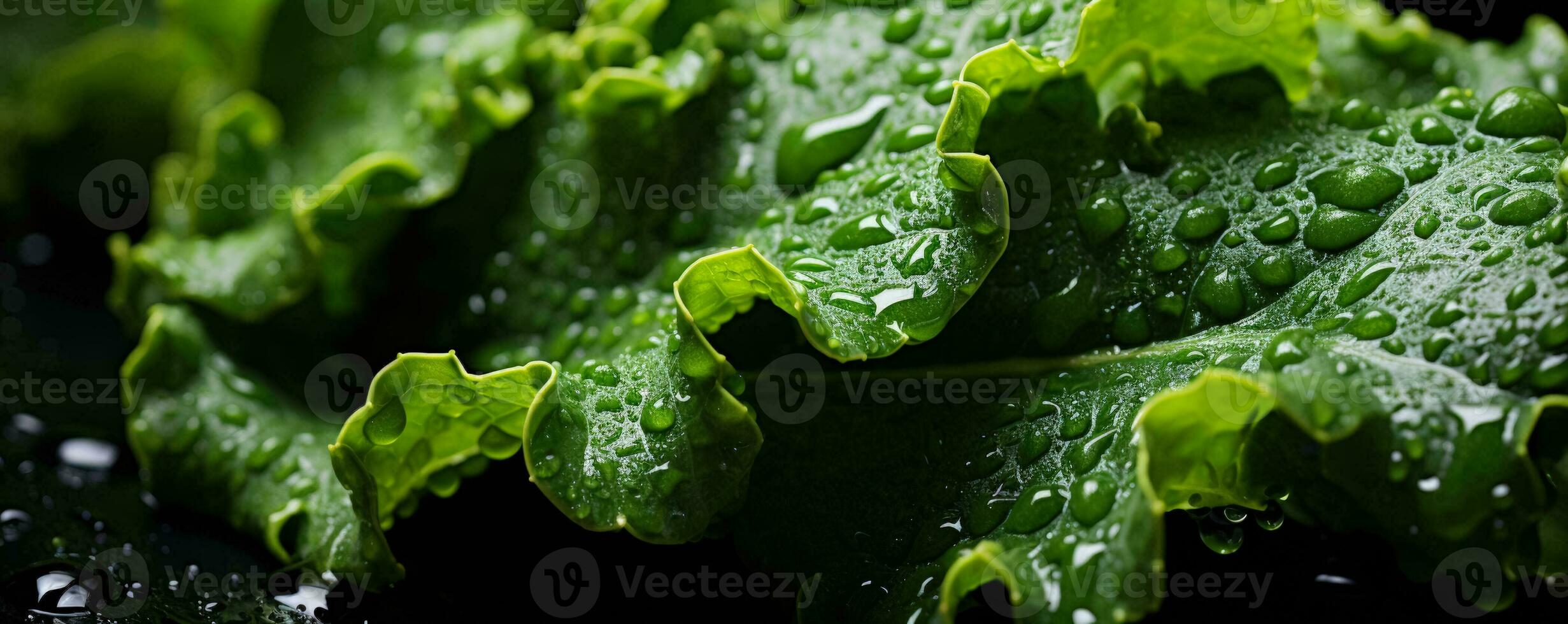 col rizada hojas con agua gotas foto