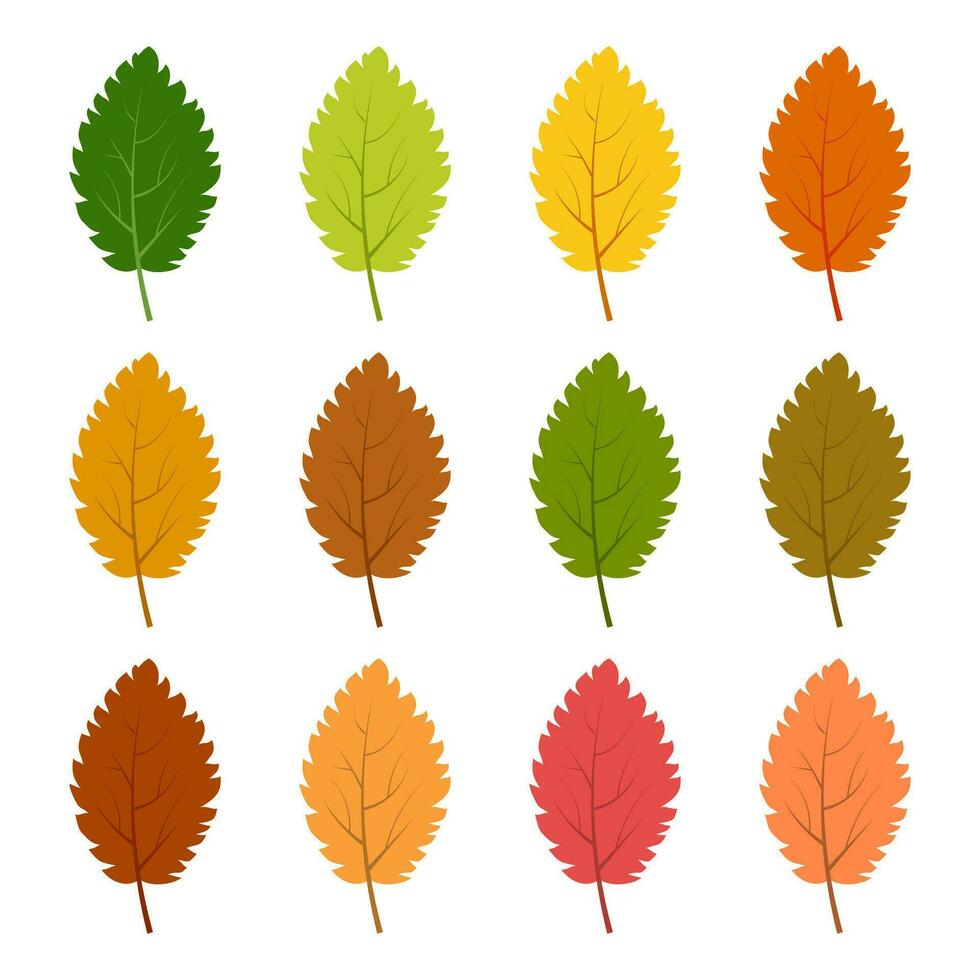 conjunto de doce hojas de otoño en diferentes colores otoñales. ilustración vectorial vector