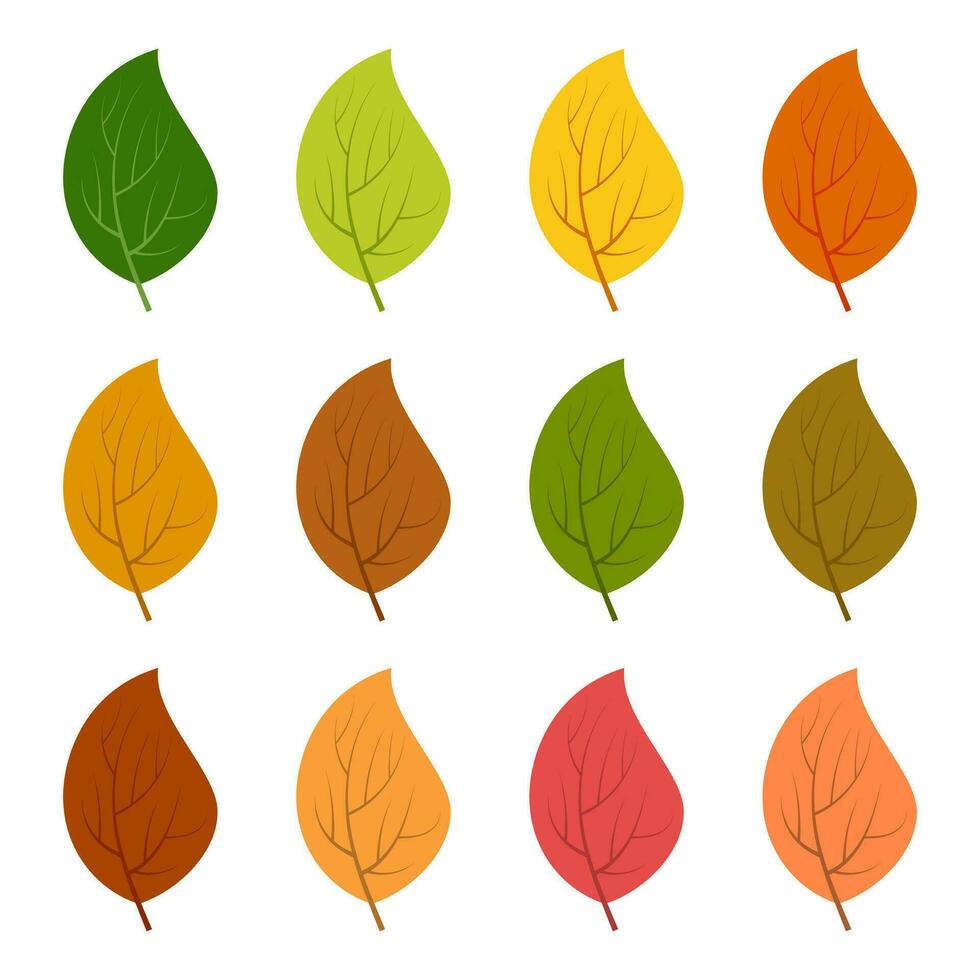 Set of twelve autumn leaves in different autumn colors. Vector illustration.