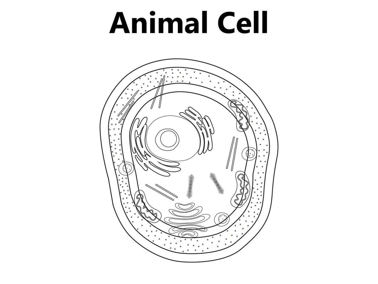 Illustration of the Plant cell anatomy structure. Vector infographic with nucleus, mitochondria, endoplasmic reticulum, Golgi apparatus, cytoplasm, wall membrane etc