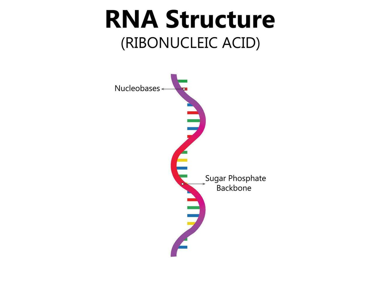 rna ribonucleico ácido. estructural fórmula de adenina, citosina, guanina y uracilo. vector diagrama para educativo, médico, biológico, y científico utilizar