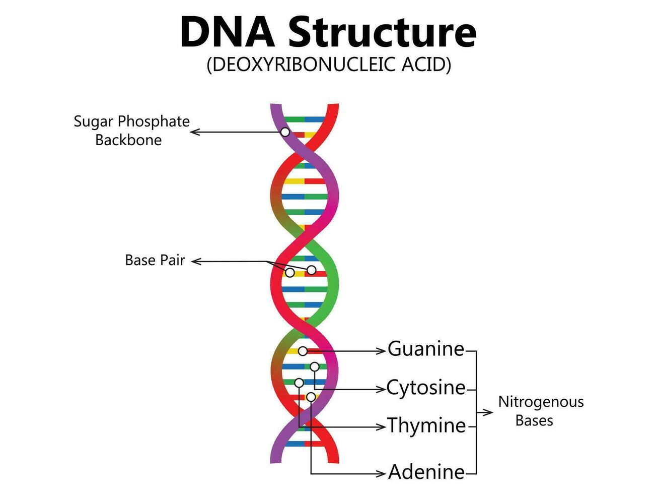 vector científico icono espiral de adn y ARN. un ilustración de el diferencias en el estructura de el adn y rna moléculas. imagen póster estructura rna y adn