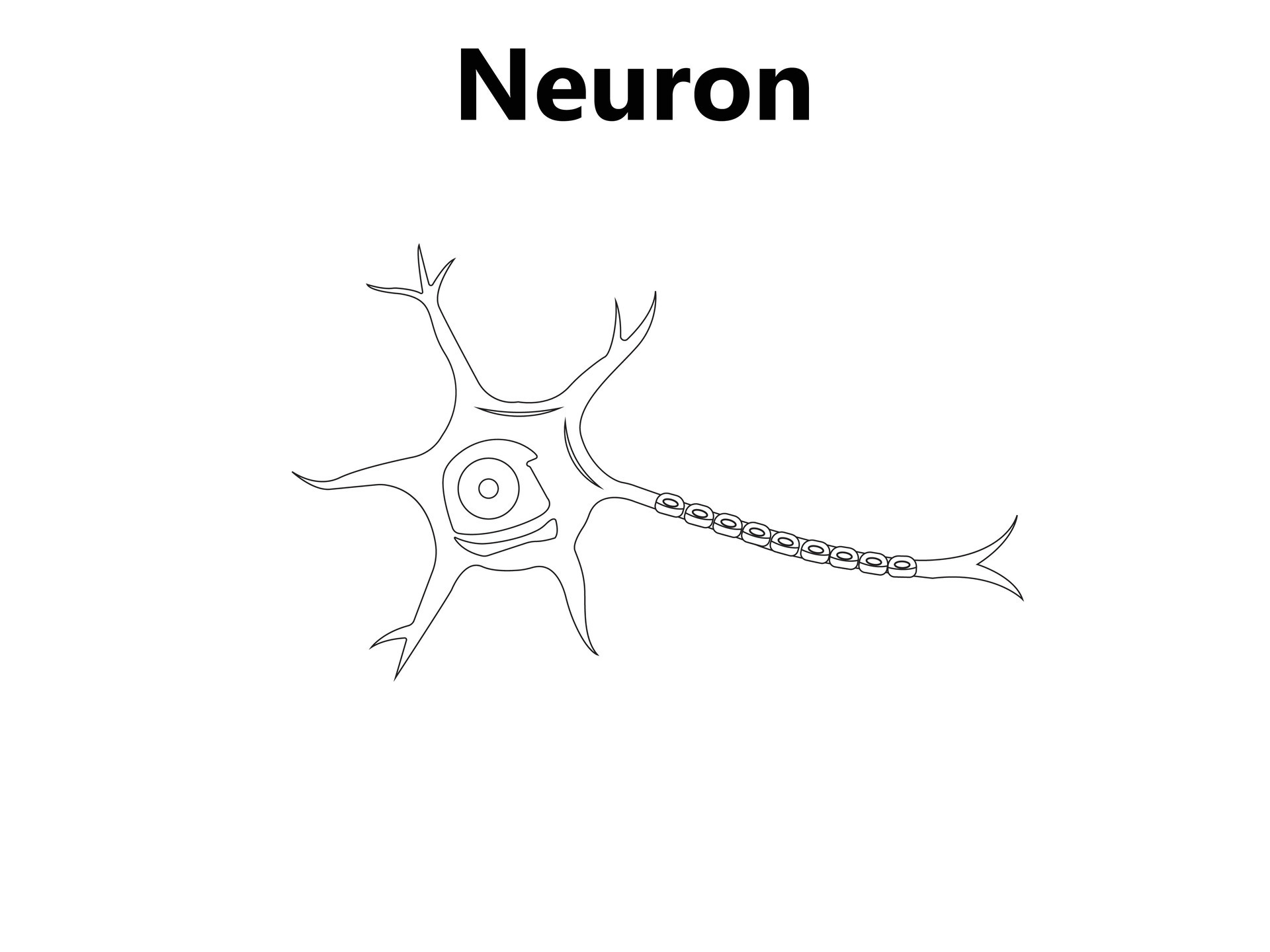 Dendrites And Synapses