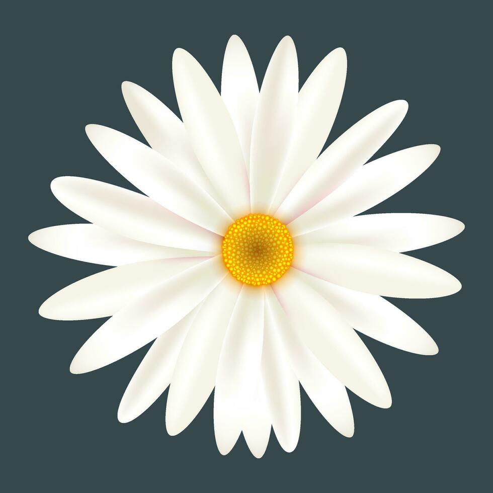 White Daisy Flower Isolated On Blue Background vector