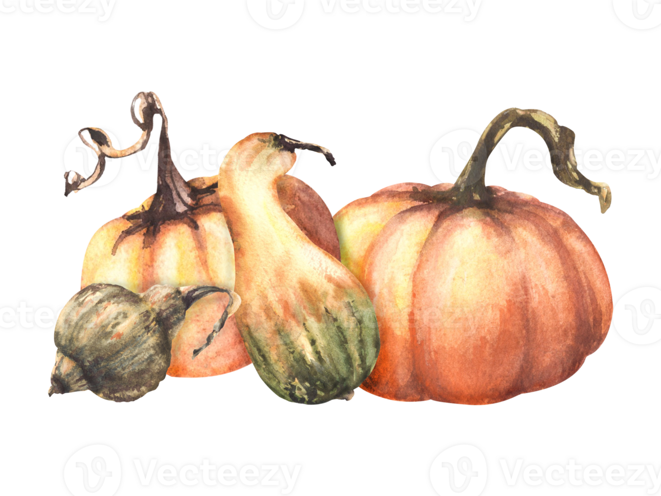 A fall set of ripe different coloured pumpkins. Autumn harvest vegetables. watercolor illustration design for your halloween, thanksgiving, cards, logos, prints, flyers. png