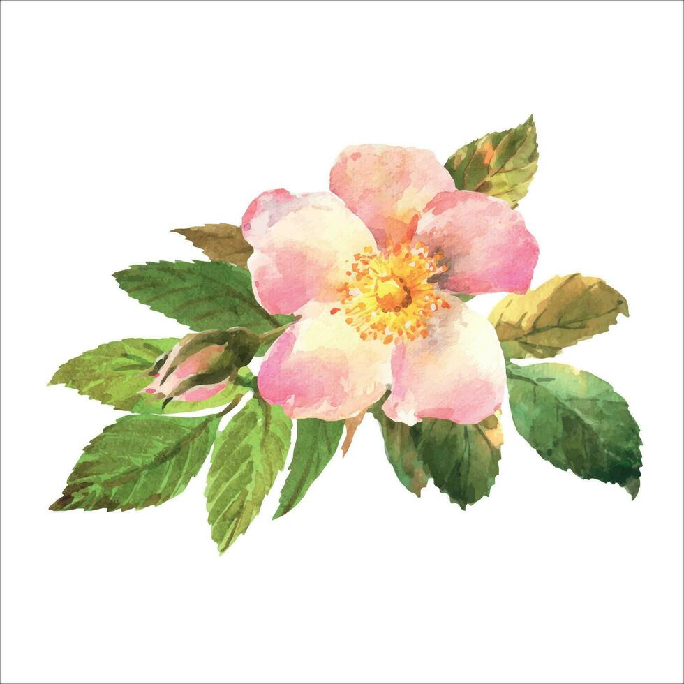 Watercolor botanical illustration, pink dog rose flowers, rosehip arrangement clip art. vector