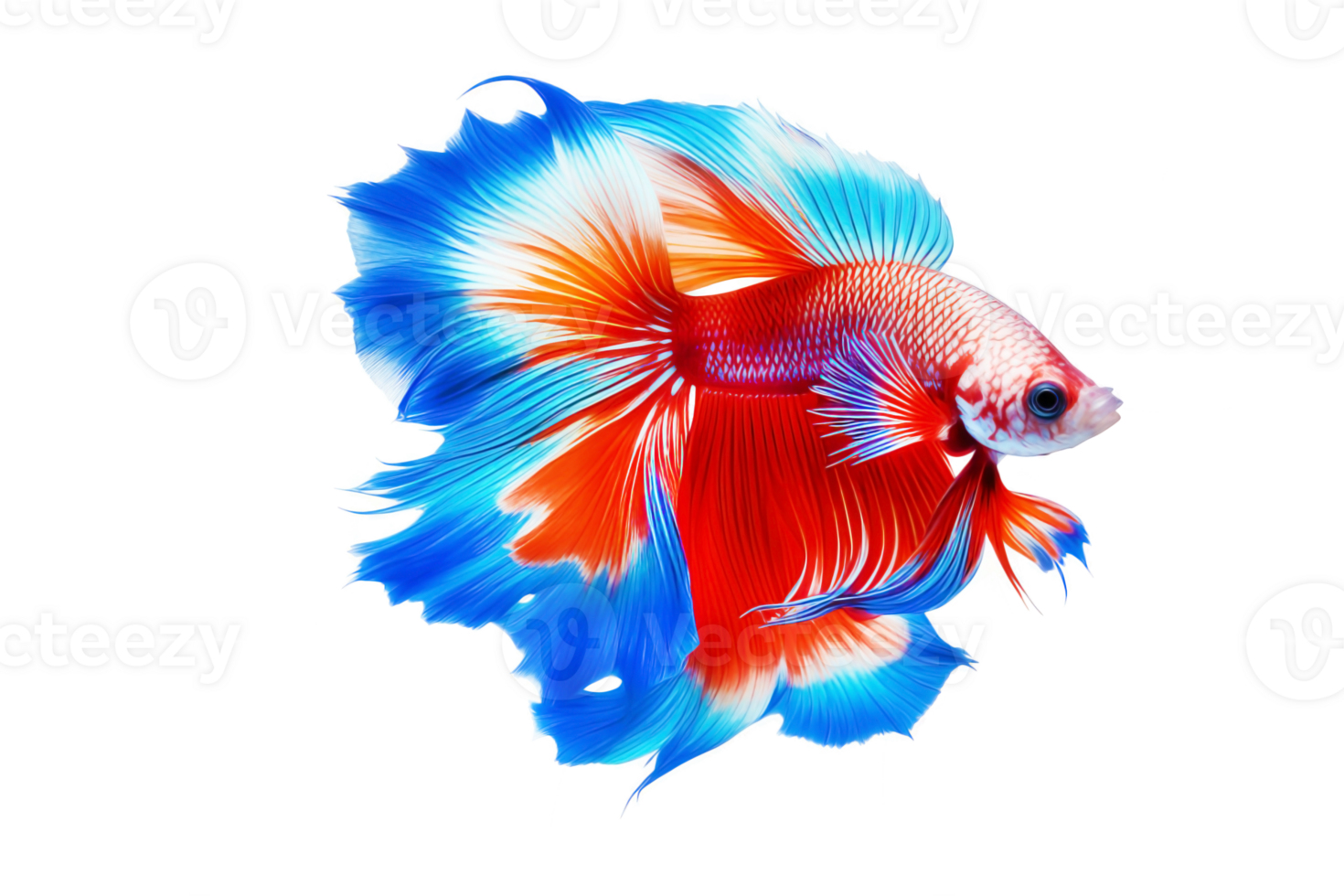 Colorful betta fish on transparent background.AI Generative. png