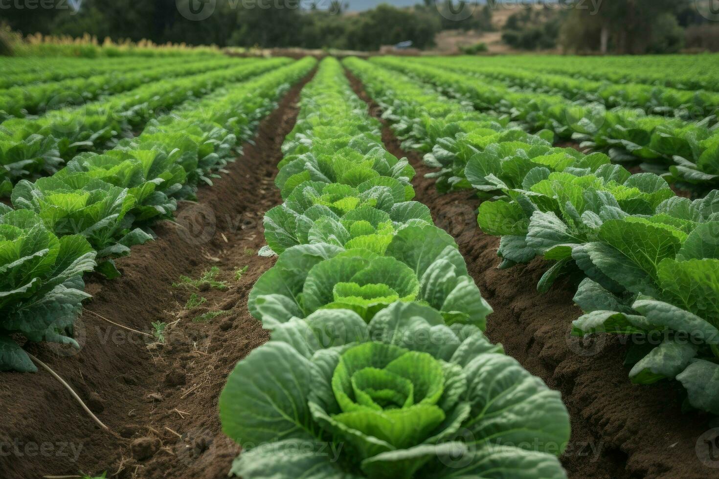 Cabbage lettuce field. Generate Ai photo